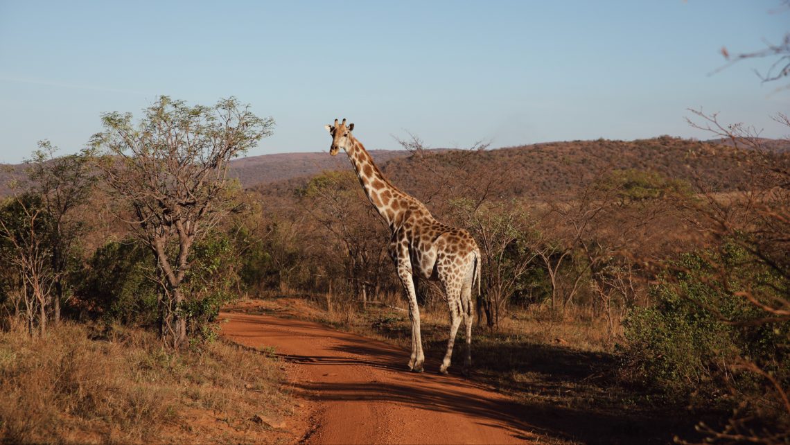 giraffa safari